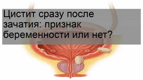 Сразу после зачатия