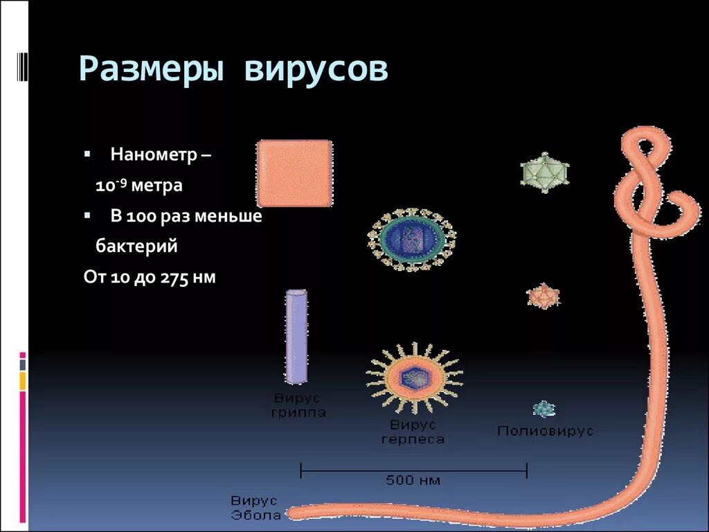 Мельчайшая форма жизнь. Размеры вирусов. Размеры вирусов и бактерий. Сравнительные Размеры вирусов. Формы вирусов и бактерий.