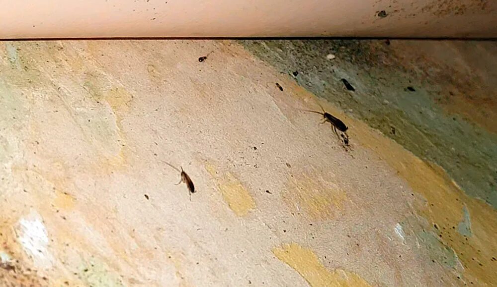 Как быстро вывести тараканов из квартиры самостоятельно. 1000 тараканов. тараканы живут в микроволновке.
