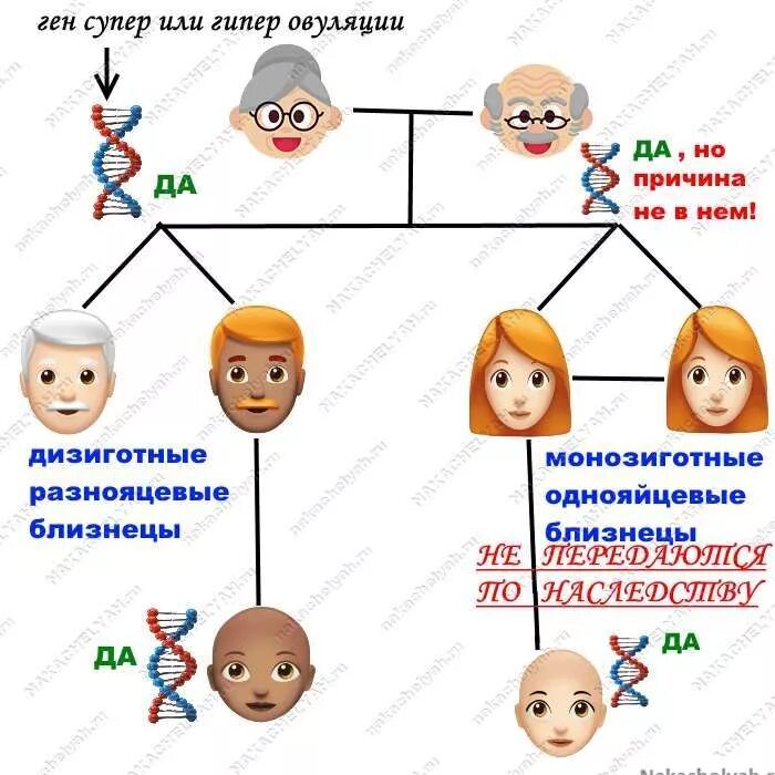 Наследство передается поколение. Близнецы и двойняшки передаются по наследству. Передаваемые по наследству рождение двойни. Двойня передается через поколение. Вероятность рождения двойни по наследству.