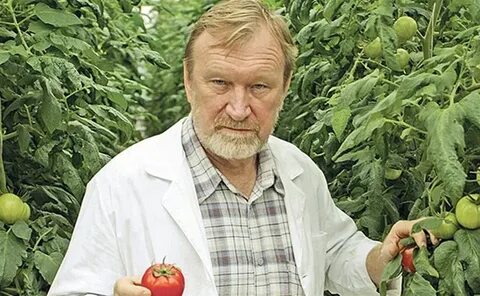 Селекционеры томатов