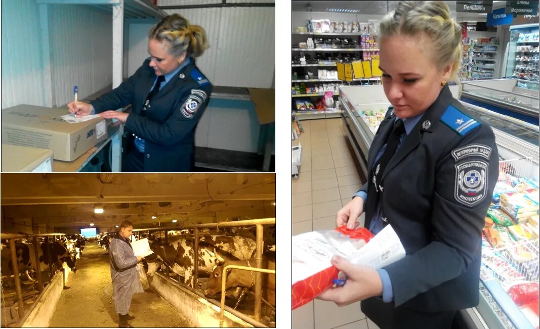 Федеральный государственный ветеринарный надзор. Ветеринарный надзор на транспорте. Организация государственного ветеринарного надзора. Россельхознадзор ветеринарный надзор. Пограничный государственный ветеринарный надзор.