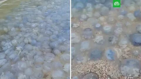 Медузы в азовском море голубицкая