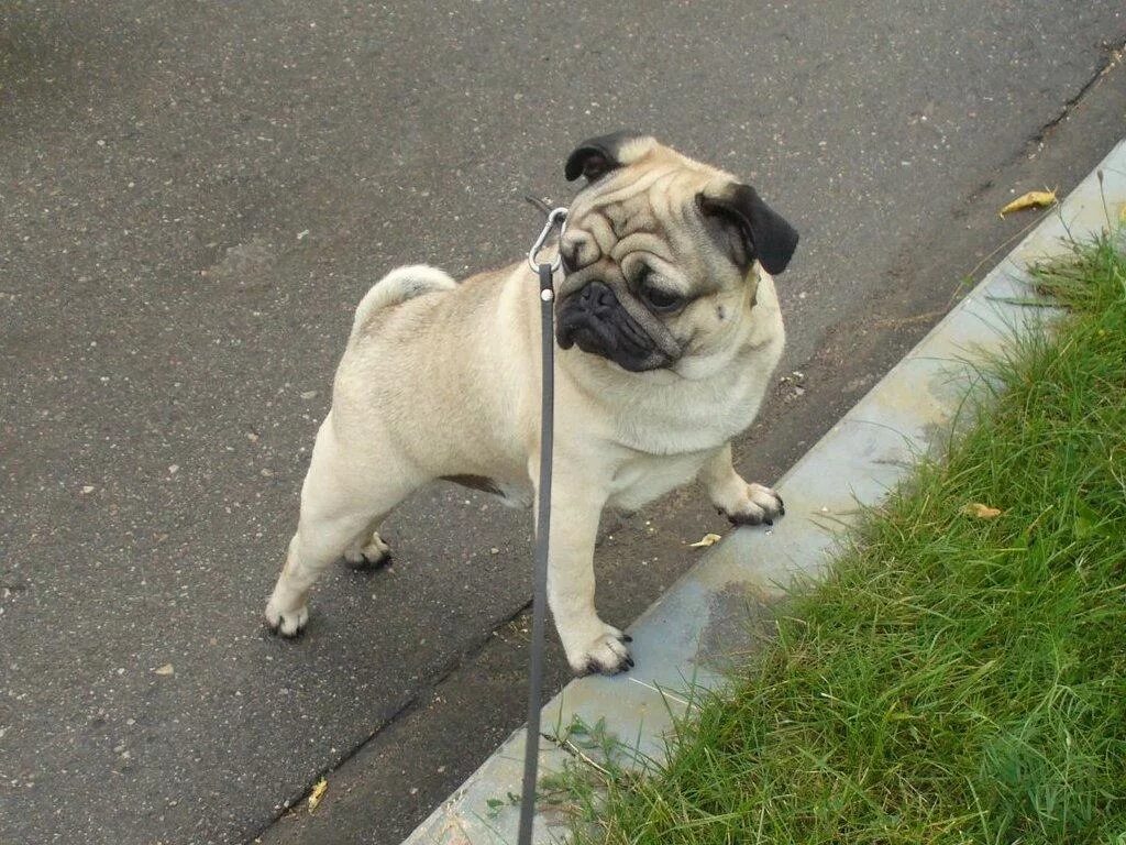Литл мопс ул кирилла туровского 16 фото Pin em Pugs
