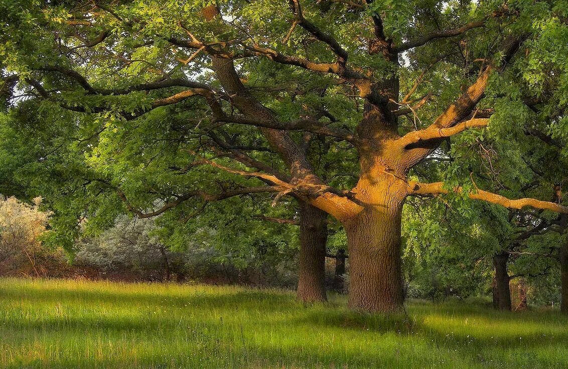 Большой дуб. ЛИМУЗЕНСКИЙ дуб. Дубовая роща Дубки. Дубовое дерево Дубовое дерево. 300 Летние дубы в Луизиане.