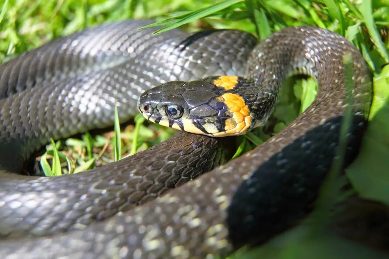 Обыкновенный гибрид. Обыкновенный уж Natrix Natrix. Уж обыкновенный - змея неядовитая. Змея гадюка Болотная. Черная Болотная гадюка.
