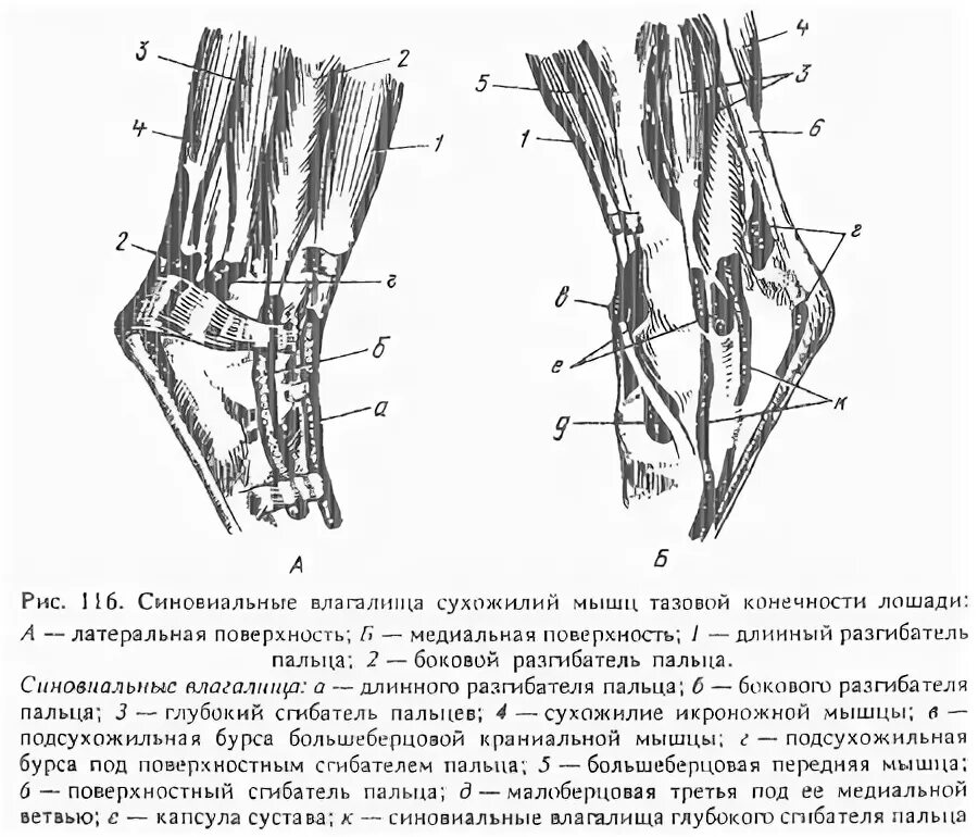 Сухожилие животных. Мышцы коленного сустава анатомия животных. Суставы скакательного сустава лошади. Скакательный сустав у лошади анатомия. Заплюсневый сустав у коровы.