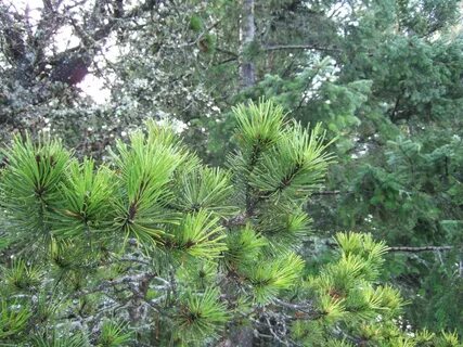 How to Grow and Care for Lodgepole Pine.