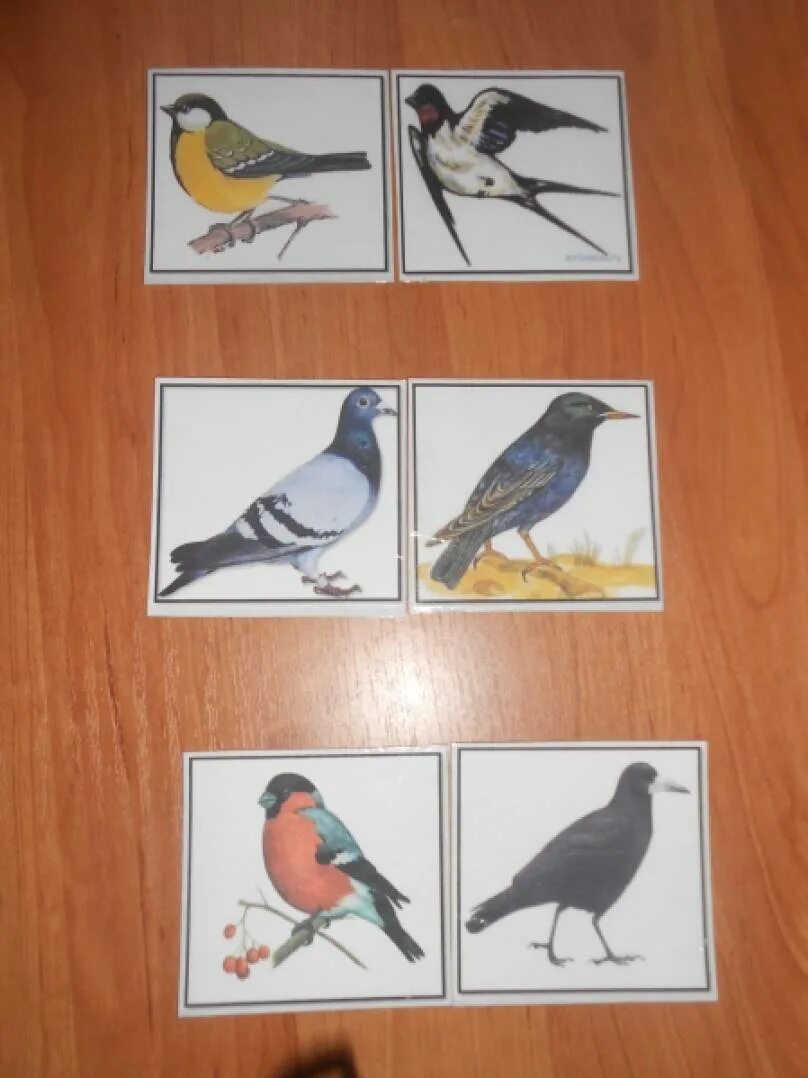 Дидактическая игра зимующие и перелетные птицы средняя группа. Дидактическая игра зимующие птицы для старшей группы. Птицы для детей подготовительной группы. Зимующие птицы средняя группа.