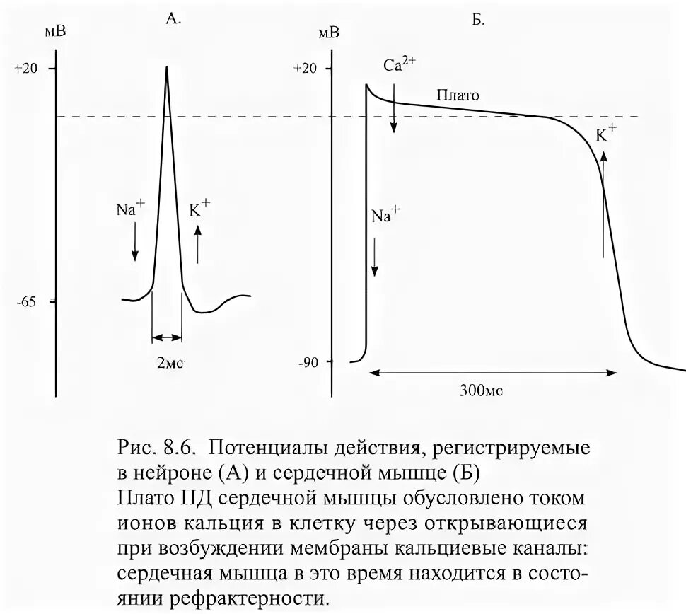 Потенциал действия скелетной мышцы график. Фазы потенциала действия миокарда. График потенциала действия сердечной мышцы. Фазы изменения возбудимости сердечной мышцы. Время пд