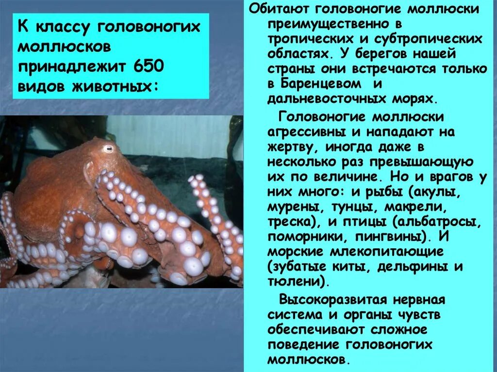 Интересные факты о осьминогах. Интересные факты про головоногих моллюсков. Осьминог интересные факты для детей. Осьминог информация для детей. Осьминог интересные факты.