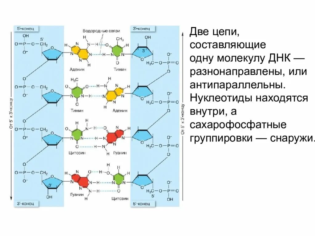 Известно что комплементарные цепи днк антипараллельны. Известно что комплементарные цепи днк антипараллельны