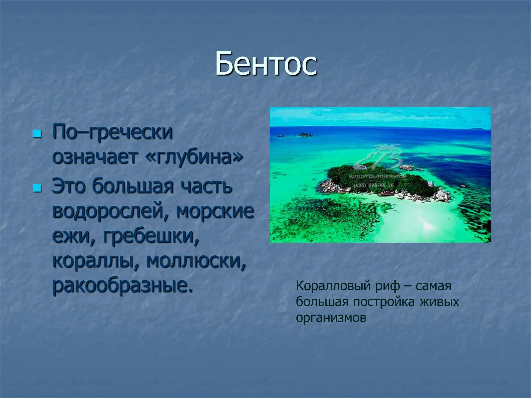 Жизнь в океане презентация. Жизнь в океане доклад. Разнообразие морских организмов. Презентация на тему жизнь в океане.