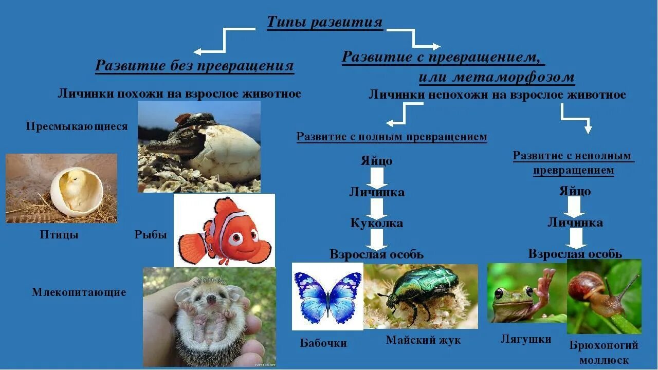 Развитие метаморфоза характерно для. Животные с развитием с метаморфозом. Без превращения развиваются. Развитие животных с превращением и без превращения. Развитие с метафармозом это.