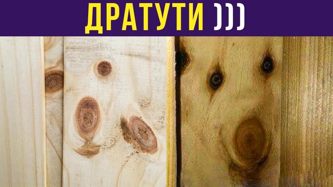 Дратути мем. Дратути Мем кот. Дратути Мем с зайцем. Дратути Мем фото. Смешная картина дратути.