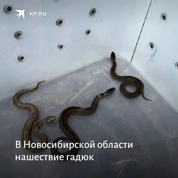 Гадюка орел