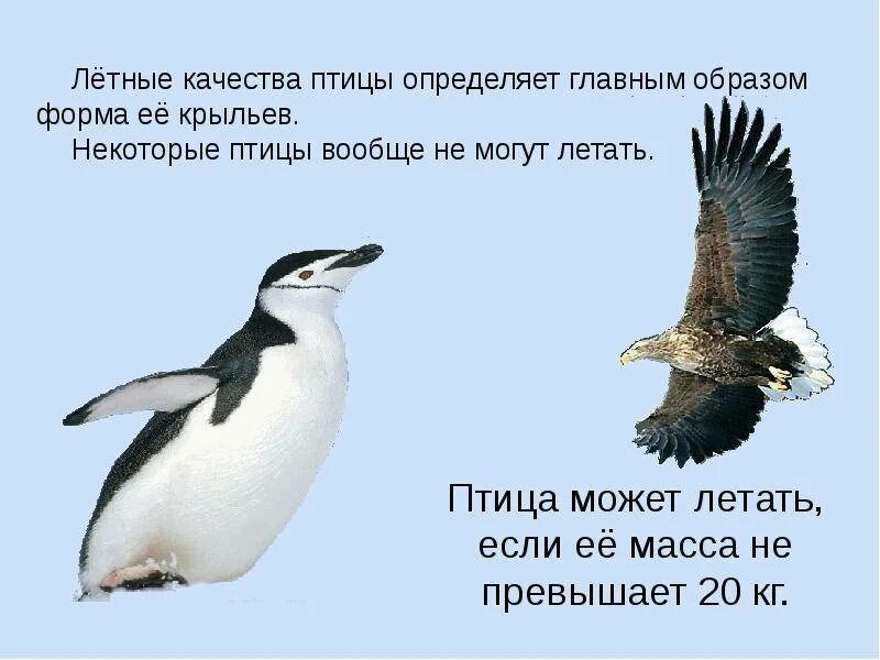 Способность птиц летать всегда привлекала человека основная. Птицы разного полета цитаты. Почему птицы летают. Птицы летают потому что. Почему птицы не летают.