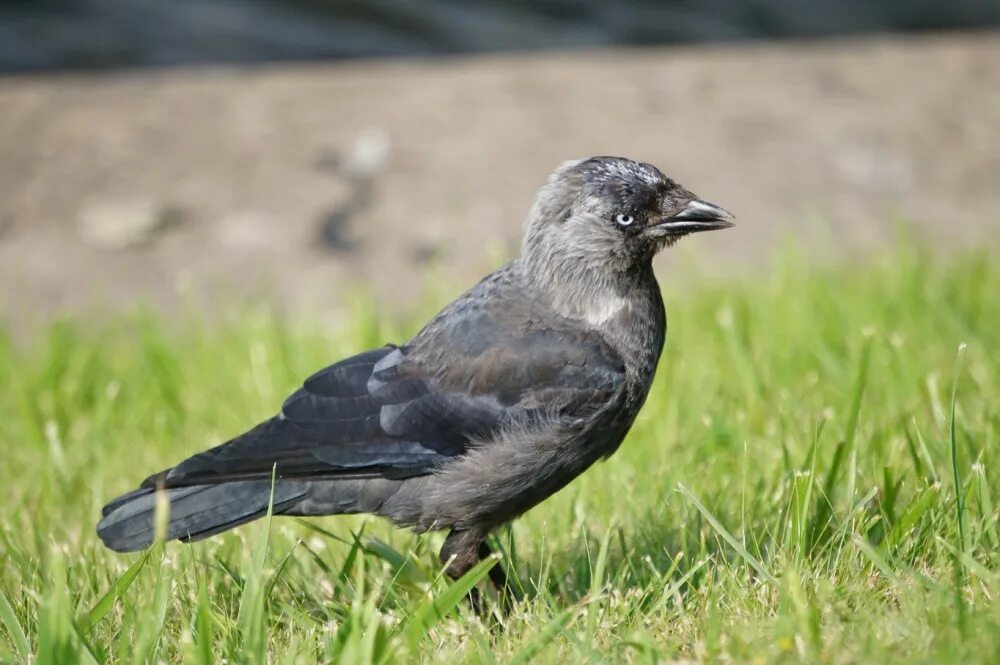 птица с серой головой. птица с серой головой. галка обыкновенная. певчая ворона. птица с серой головой.