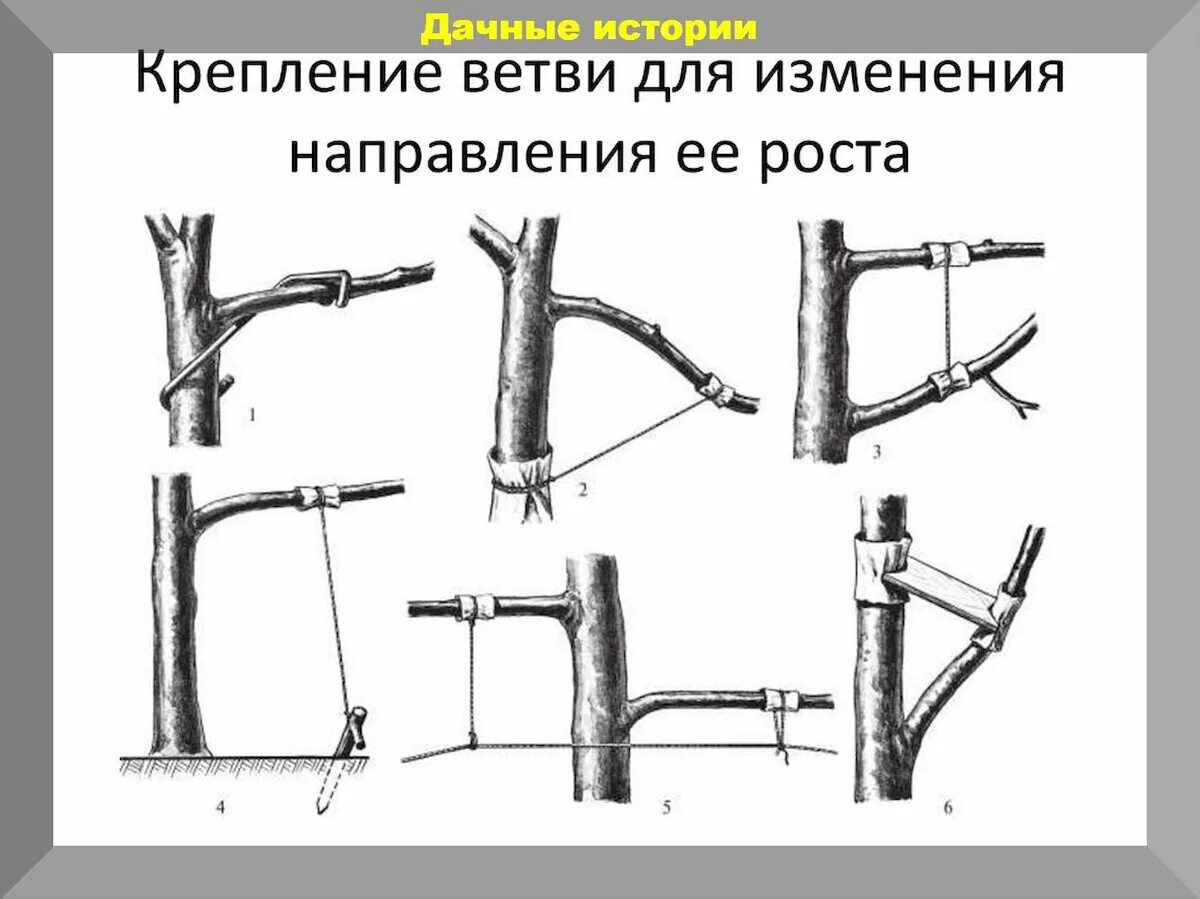 Наклонить ветви