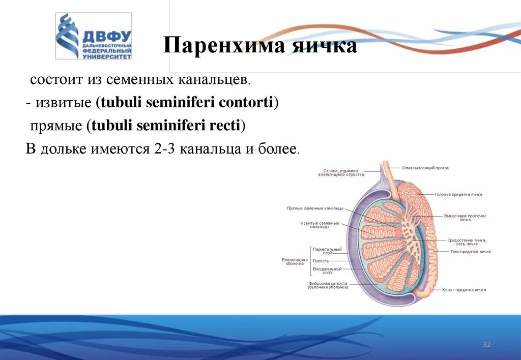 Образование придатка яичка. Строение семенника анатомия. Строение паренхимы яичка. Строение паренхимы яичка анатомия. Паренхима и Строма семенника.