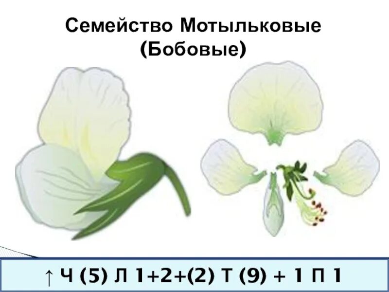 Формула цветка семейства мотыльковые бобовые. Семейство Мотыльковые бобовые. Мотыльковые представители. Строение цветка мотыльковых. Характеристика семейства бобовые.