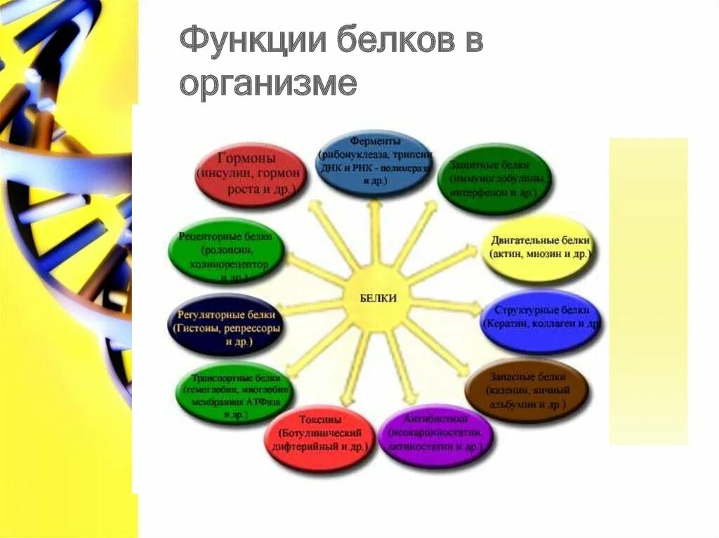 Список функций белков. Функции белков в организме. Функции белка в организме. Роль функции белка в организме. Функции. Елка в организме.