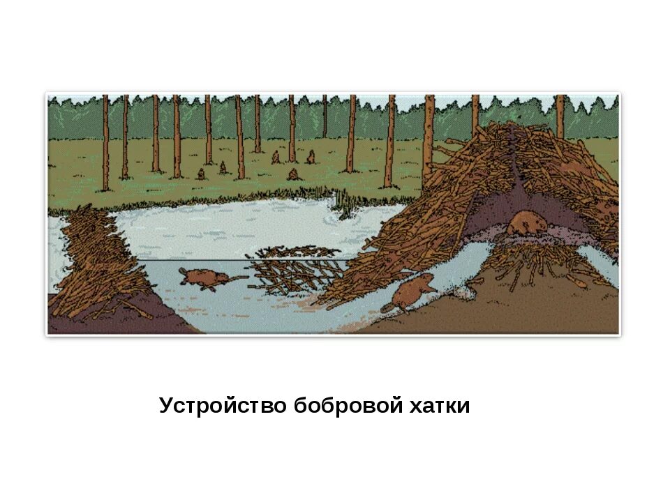 Проект хатка бобра