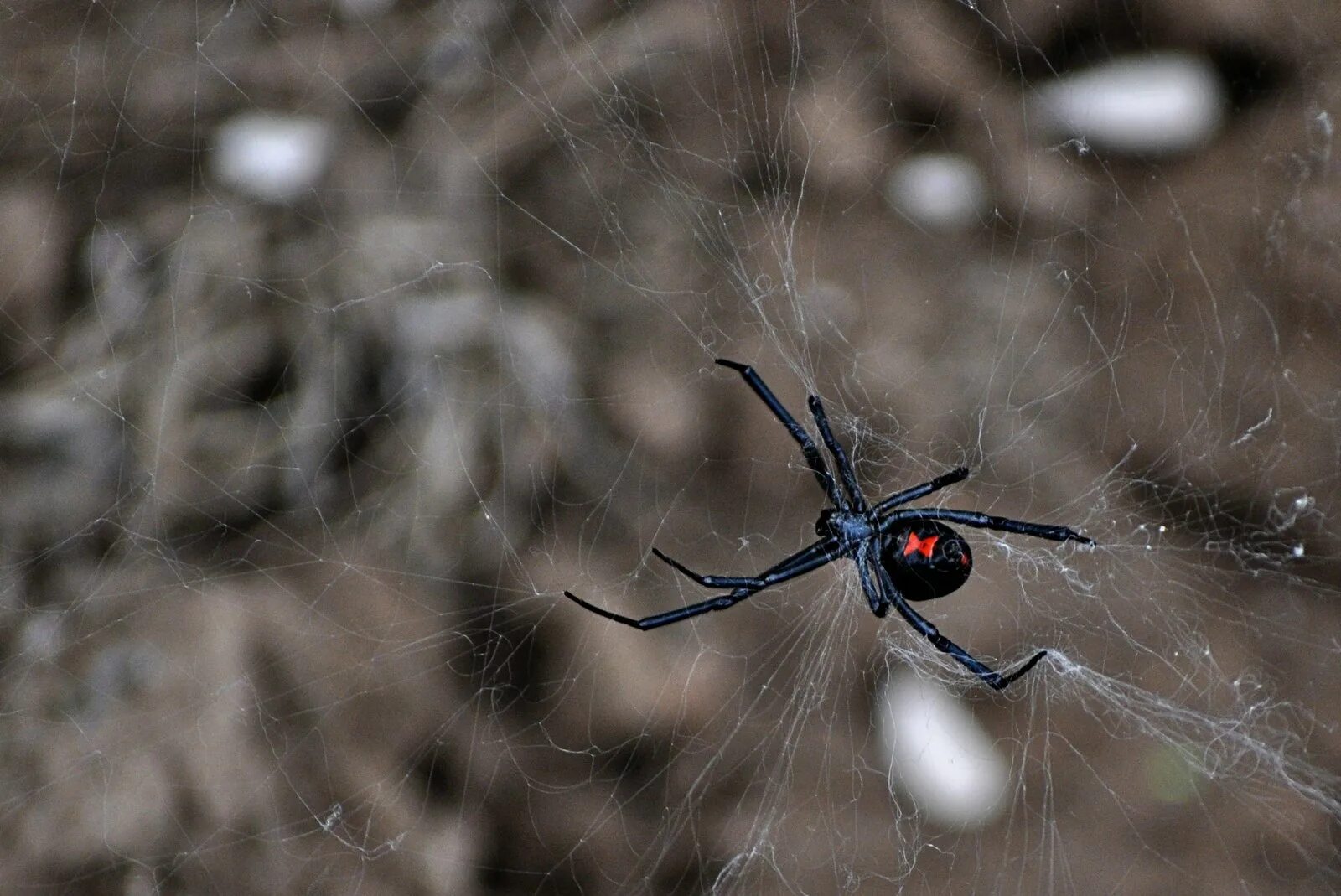 Каракурт паук. Черная вдова паук. Черновая вдова паук. Черная вдова паук черный. Паук черная вдова википедия