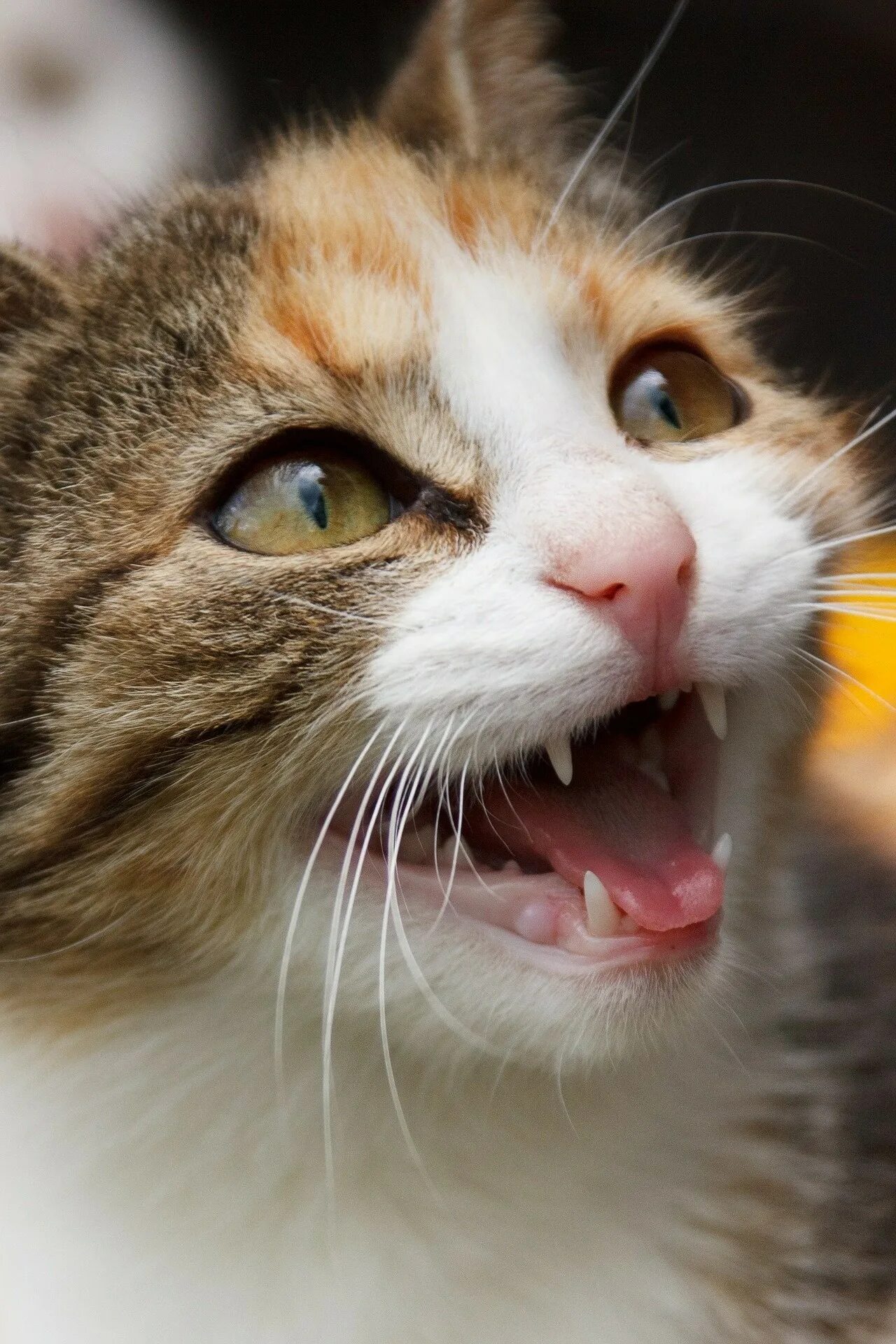 Звук котов котят. Кот мяукает. Котик с открытым ртом. Кошачье мяуканье. Орущий кот.