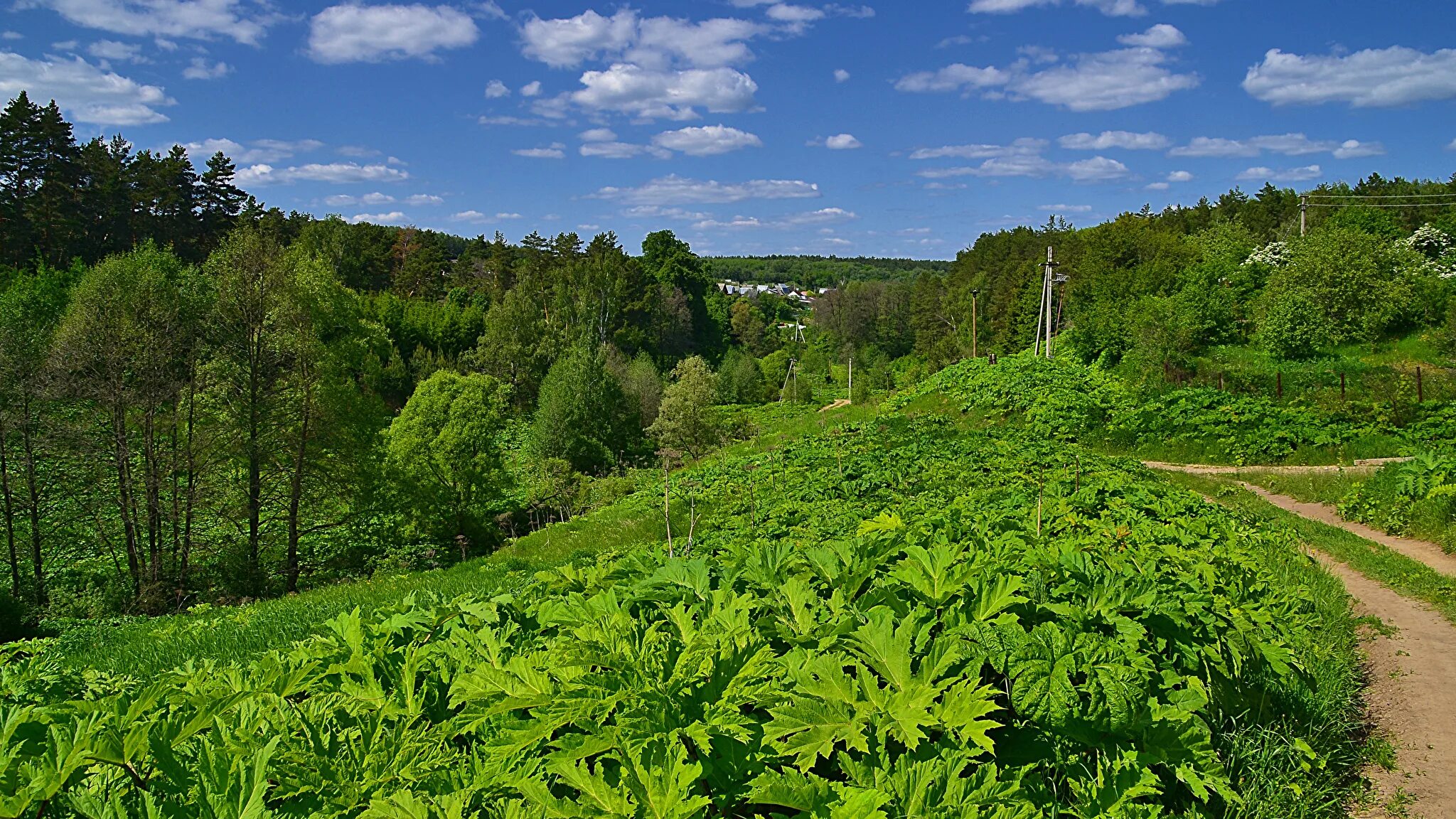 ботанический сад мгу. ботанический сад владыкино. ломоносова «аптекарский огород». материковые (суходольные) луга. марьин корень забайкалье.