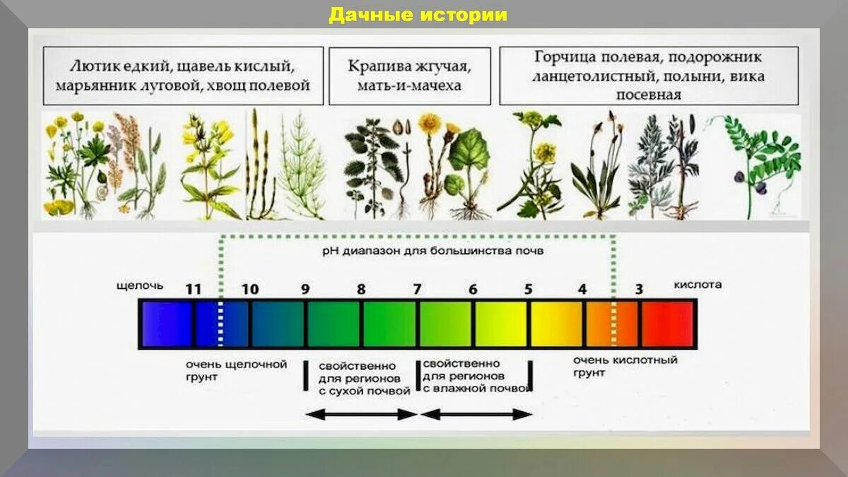 Шкала кислотности PH почвы. Кислотность почвы таблица PH. Растения показатели кислотности почвы. Цветная шкала кислотности почвы. Посадки кислотность