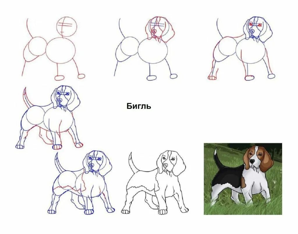 Быстро и легко нарисовать собаку. Поэтапное рисование собаки. Собака рисунок. Поэтано рисование собаки. Схема рисования собаки.