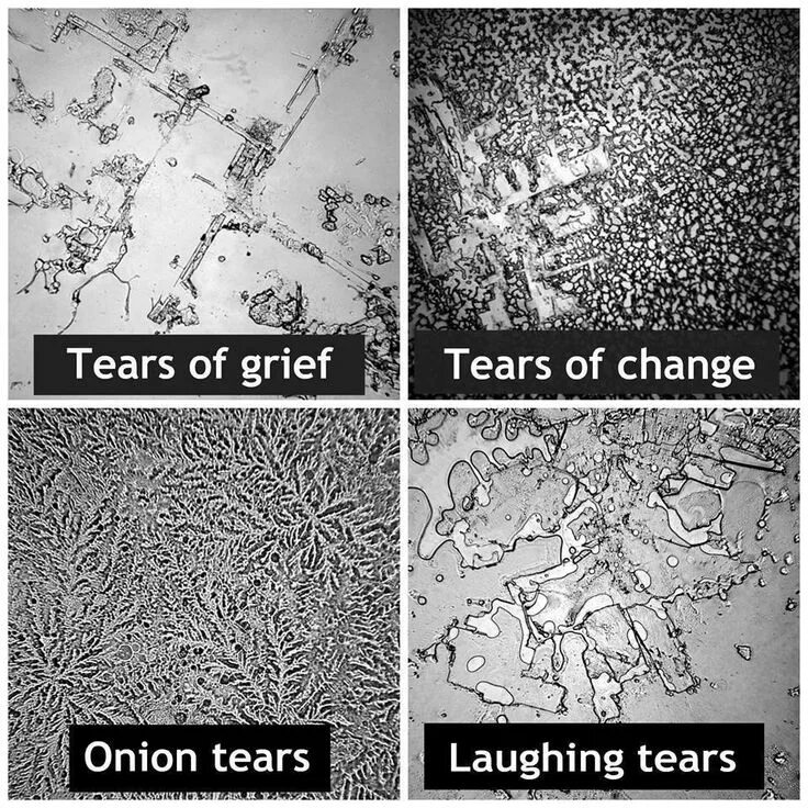 Как выглядит слеза под микроскопом What Tears Look Like Under a Microscope " Adafruit Industries Makers, hackers,
