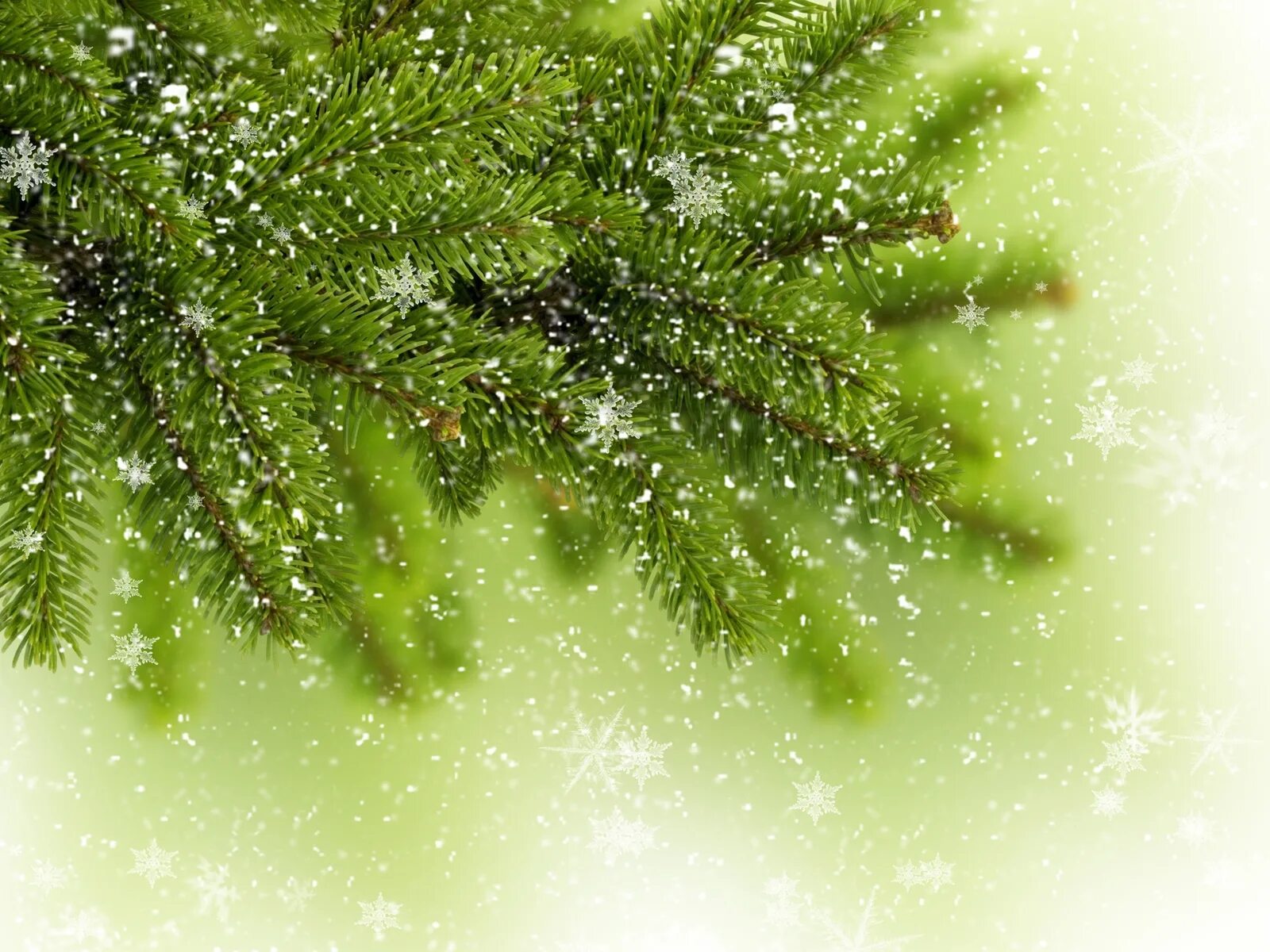 Макросъемка зима. Зеленая зима это. Зеленая зима фото. Зеленые листья в снегу. Зеленая зима.