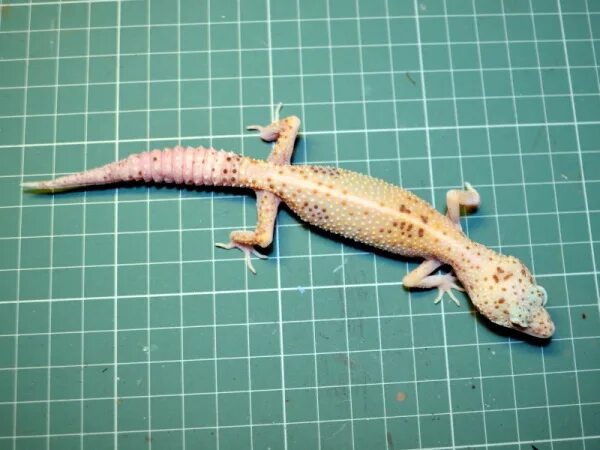 Геккон эублефар морфы. Ящерица эублефар. Геккон эублефар nova. Морфа нова. Эублефар морфа парадокс.