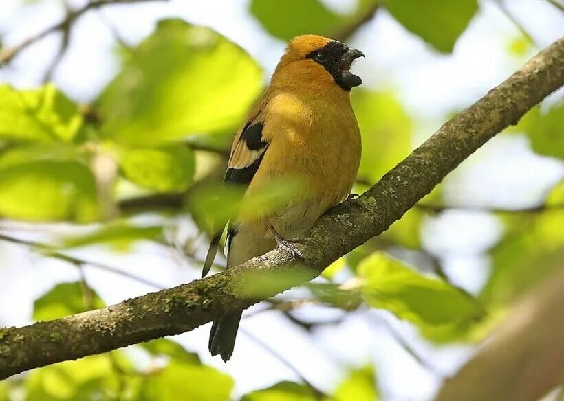 снегирь с желтой грудкой. снегирь желтый. снегири с желтыми грудками. снегирь с желтой грудкой. воробьинообразные снегирь.