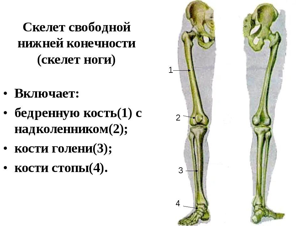 Из каких отделов состоит скелет нижних конечностей. Кости скелета нижних конечностей человека. скелет нижней конечности биология 8 класс.