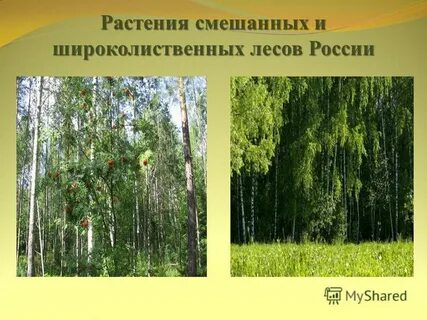 Какая растительность характерна для смешанных лесов