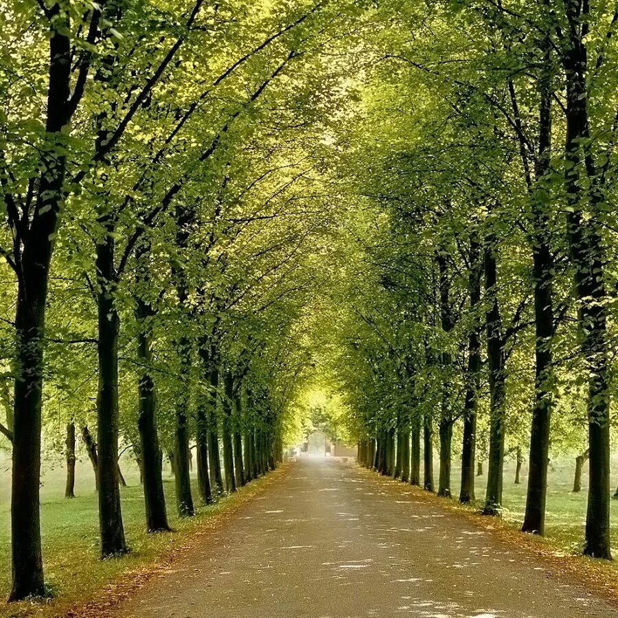 Алея как правильно. Аллея. алея.