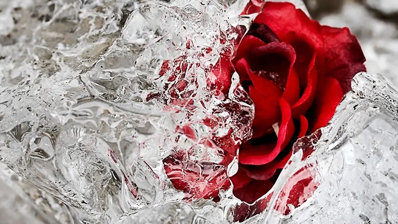 Цветы во льду. Роза во льду. Ледяная роза. Разбитые цветы