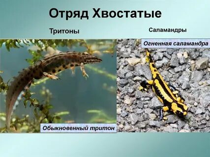 Хвостатые примеры