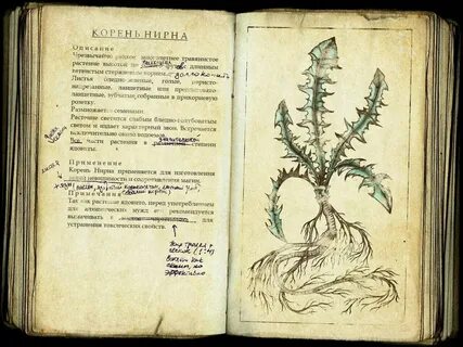 Книжка корень