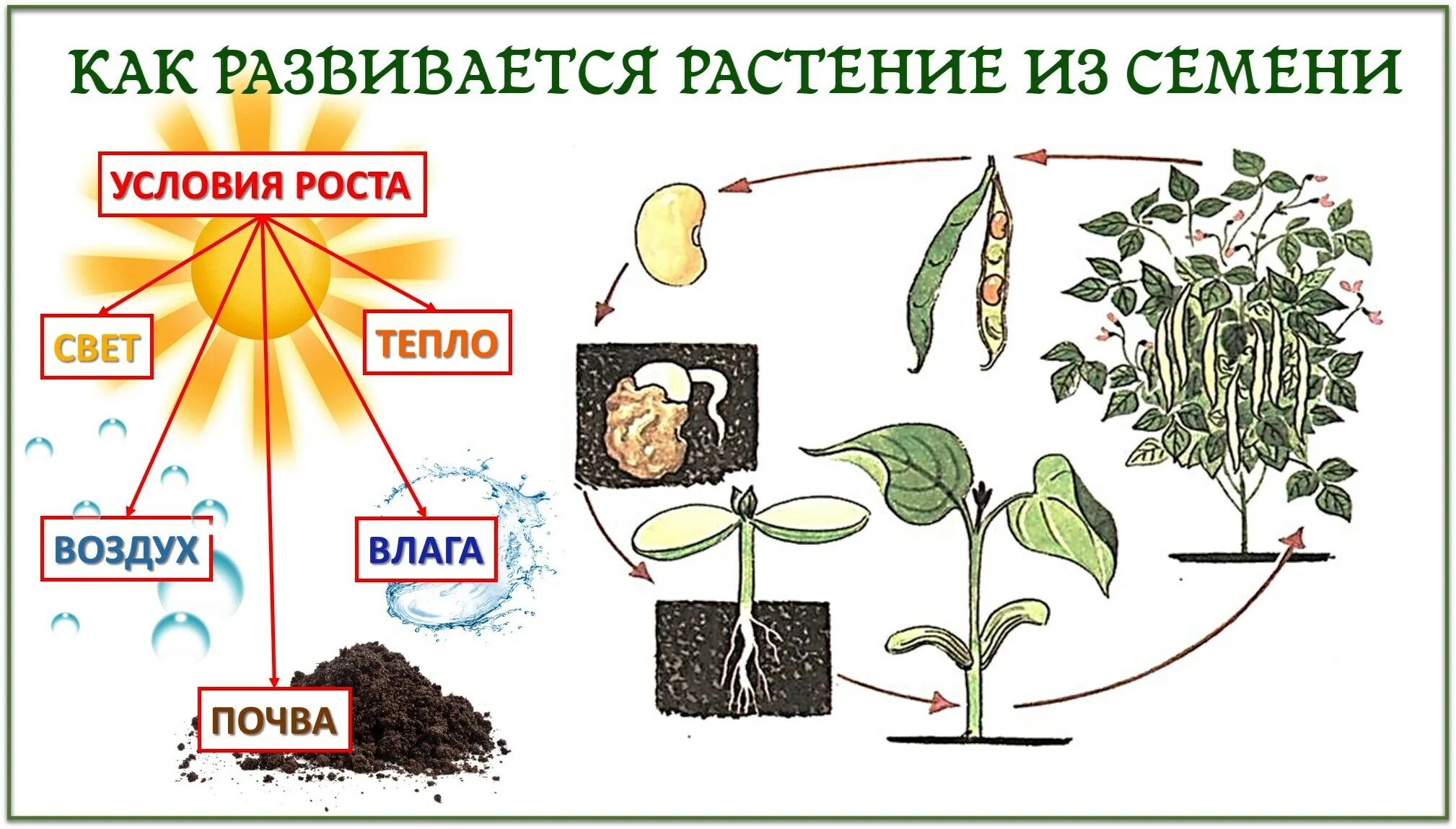 Схема роста растения. Этапы жизни растений. Условия развития растений. Этапы развития растения из семени.