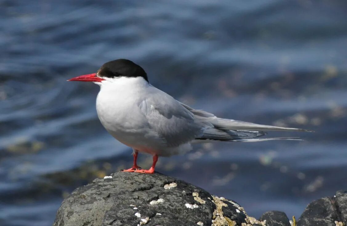 Полярные птицы. Полярные птицы. Белая ржанка. Северная полярная чайка. Северные птицы.