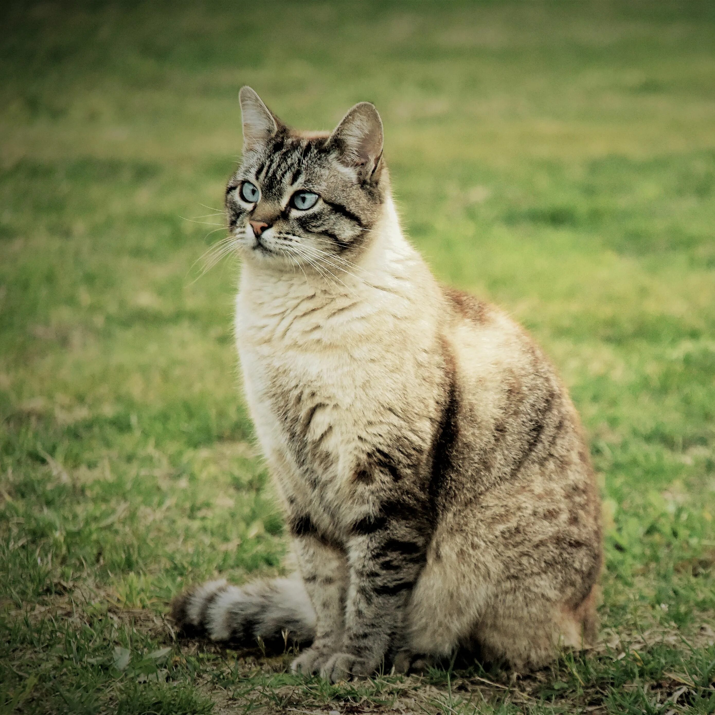 Фото сидящей кошки. Кот сидит. Сидячая кошка. Сидячий кот. Сидеть.