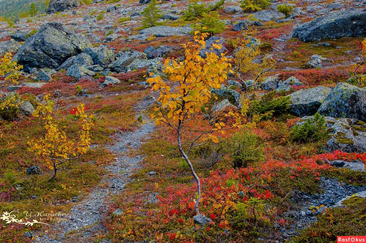 Сибирь просторы сибири фото. Серебрянский лес. Серебрянский лес украина. Серебрянский парк. Просторы сибири.