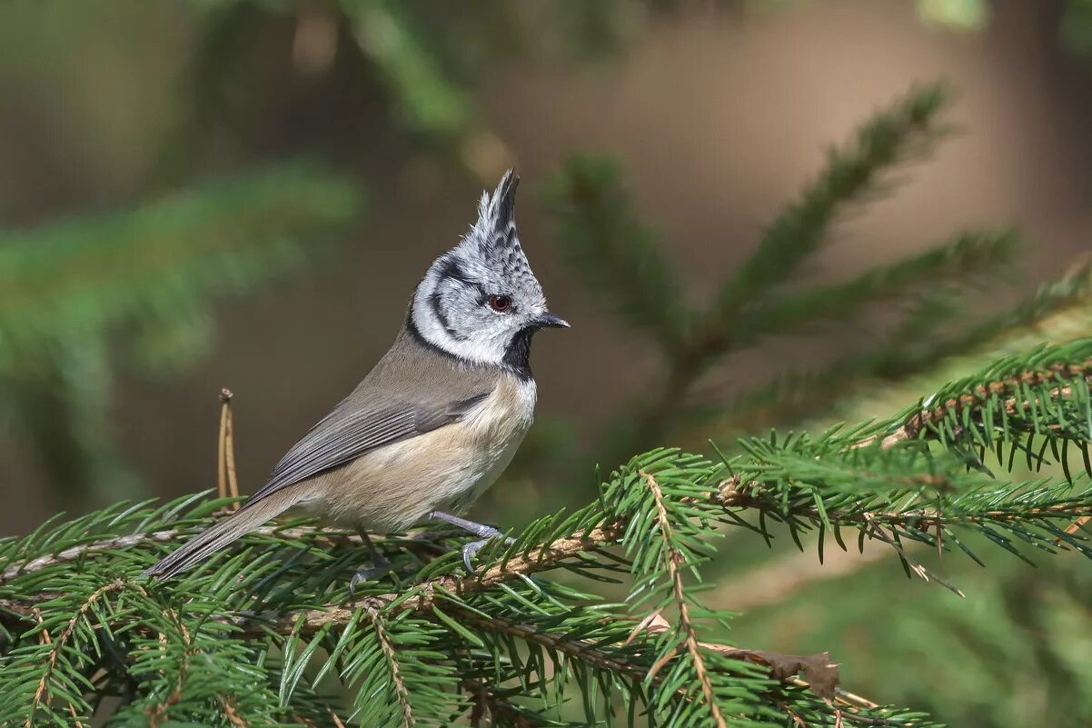 клёст-сосновик. хохлатые синицы(гренадёры). снегирь в тайге. сойка европейская. какие птицы в хвойных лесах.