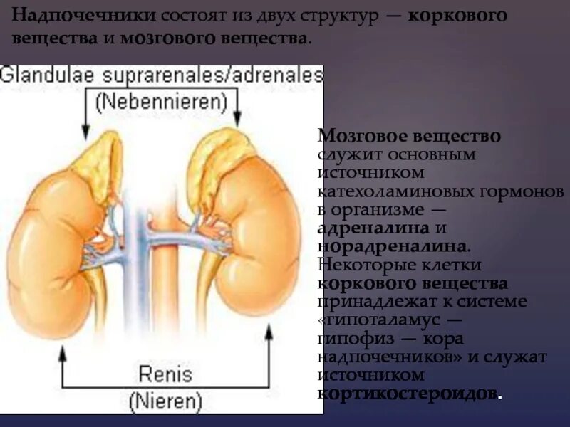 Что выделяют надпочечники. Почки надпочечники анатомия. Строение надпочечников человека. Надпочечники расположение строение. Почки и надпочечники строение.