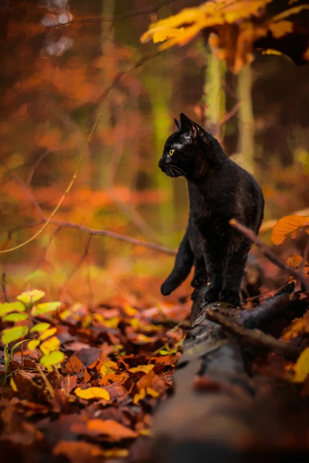 Осень вечер животные картинки Poor cat has slept on leaves in cold winter YouTube