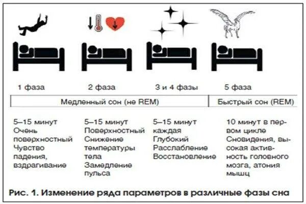 Rem стадия сна. Фазы сна Rem сон.